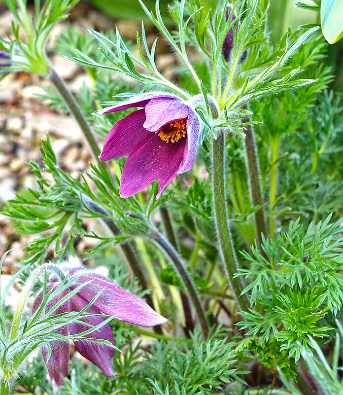 Сон-трава - Светлана 