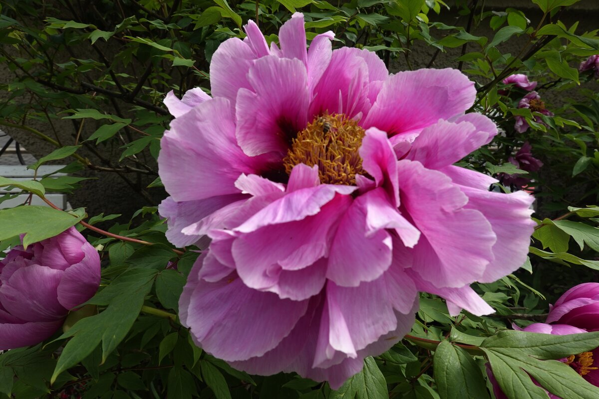 ...утопая в пионовой нежности, сердце верит весной в чудеса... - Галина ...утопая в пионовой нежности, сердце верит весной в чудеса... - Галина