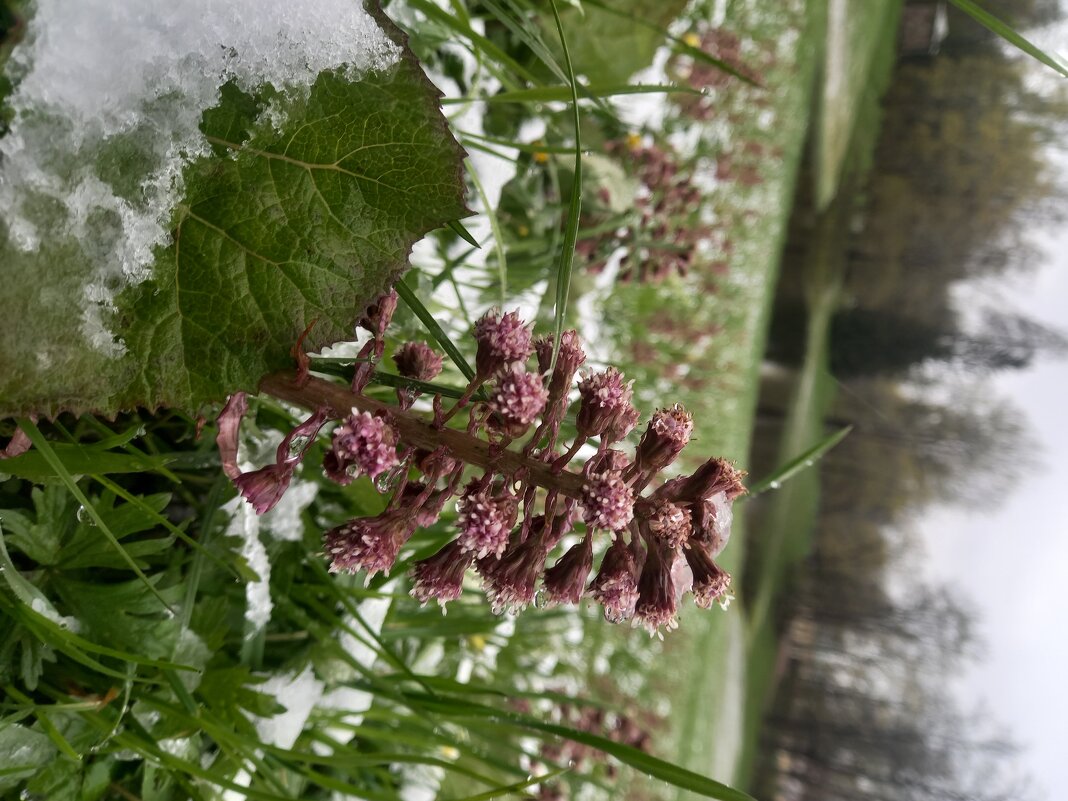 Белокопытник - Сапсан Белокопытник - Сапсан