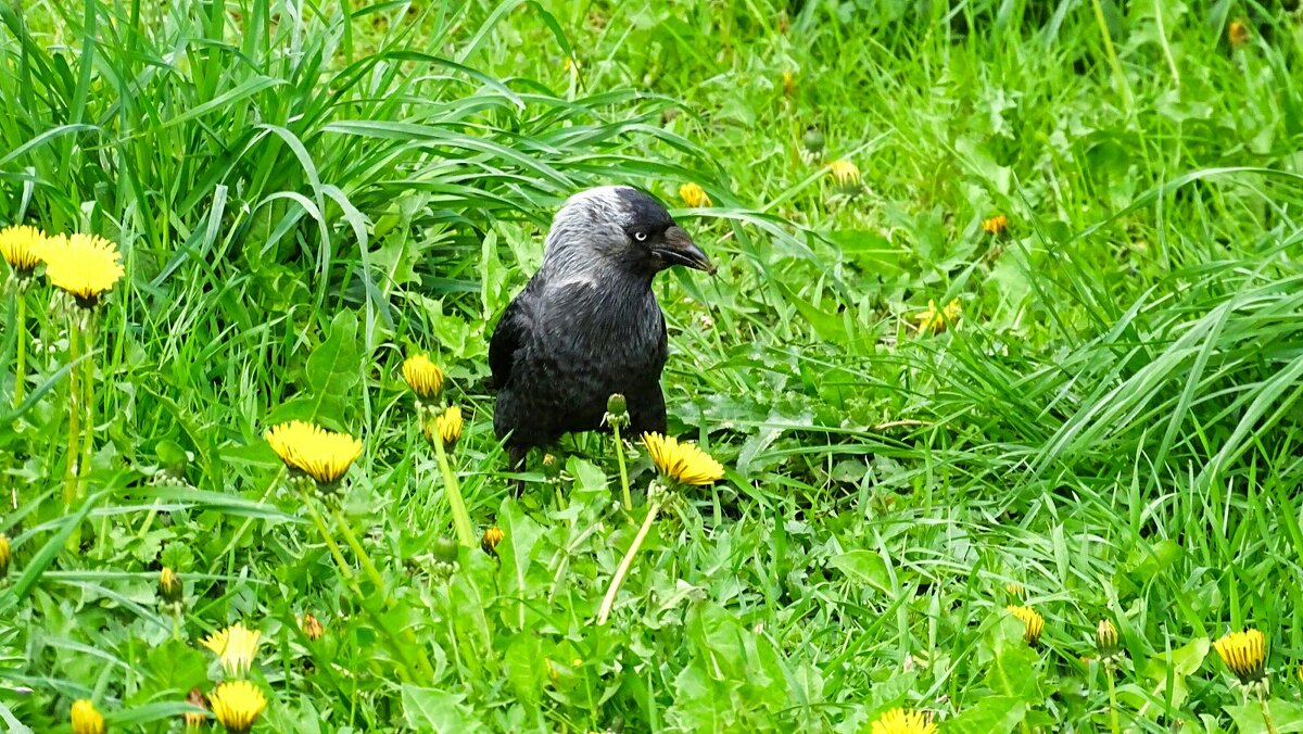 Галка в одуванчиках. - Милешкин Владимир Алексеевич Галка в одуванчиках. - Милешкин Владимир Алексеевич