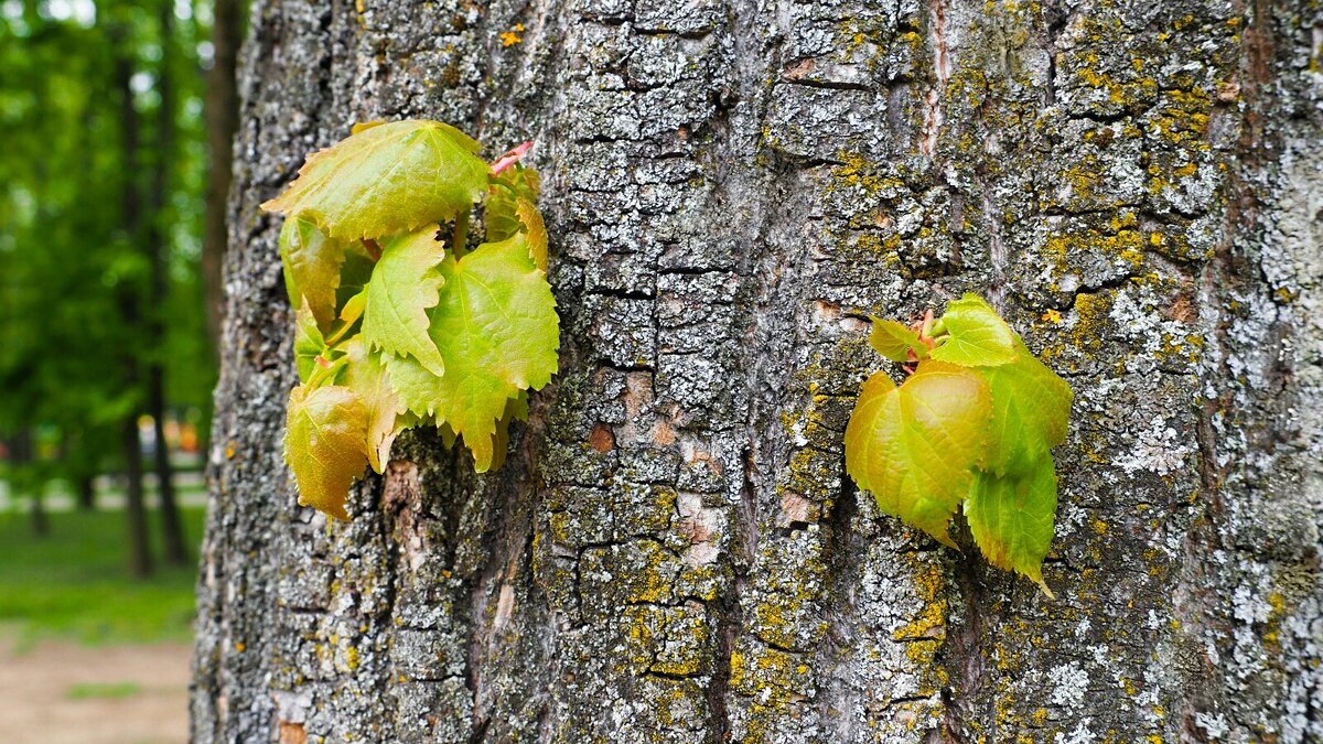 Жизнь продолжается! - Милешкин Владимир Алексеевич 