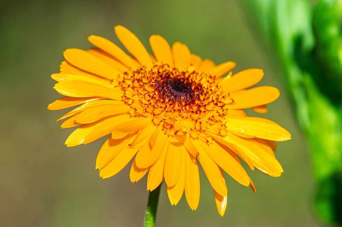 *** - Виктор Иванович Чернюк