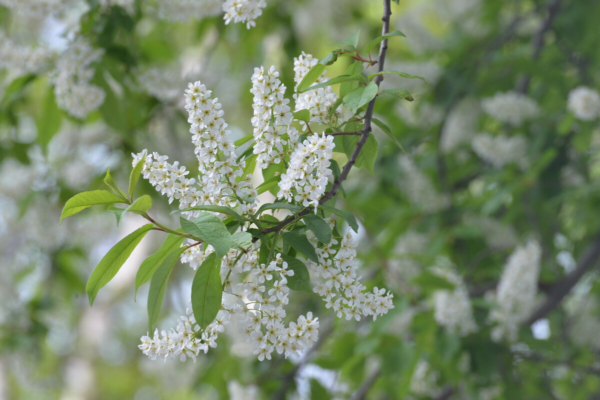 9 мая 2025 - Алексей Короткевич 9 мая 2025 - Алексей Короткевич