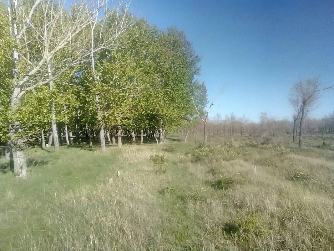 Колки леса - Андрей Хлопонин