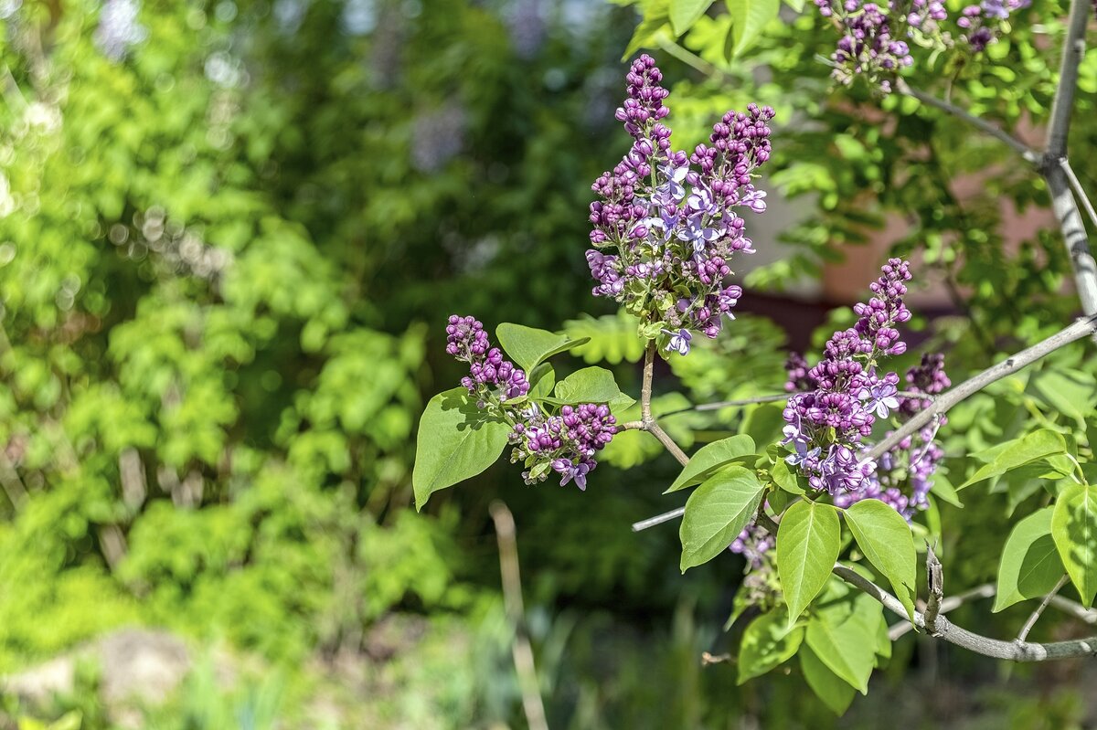 Цветёт сирень - Валерий Иванович