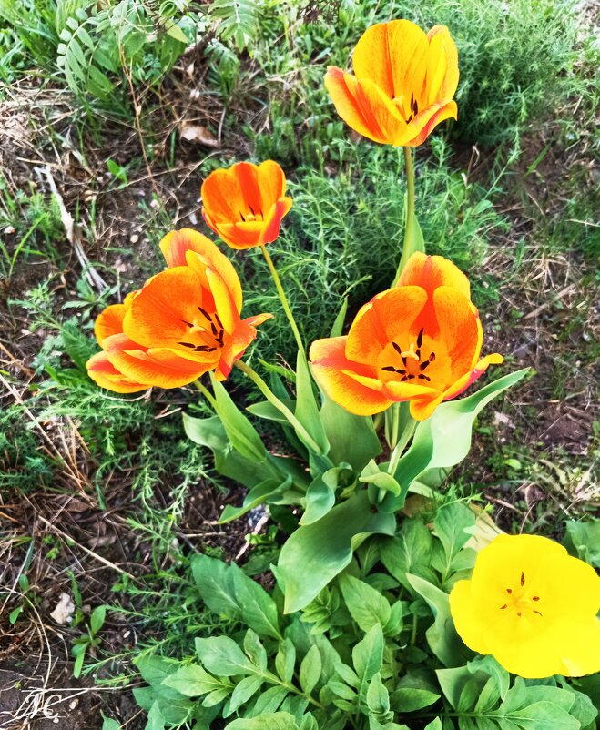 *** - Любовь Сахарова