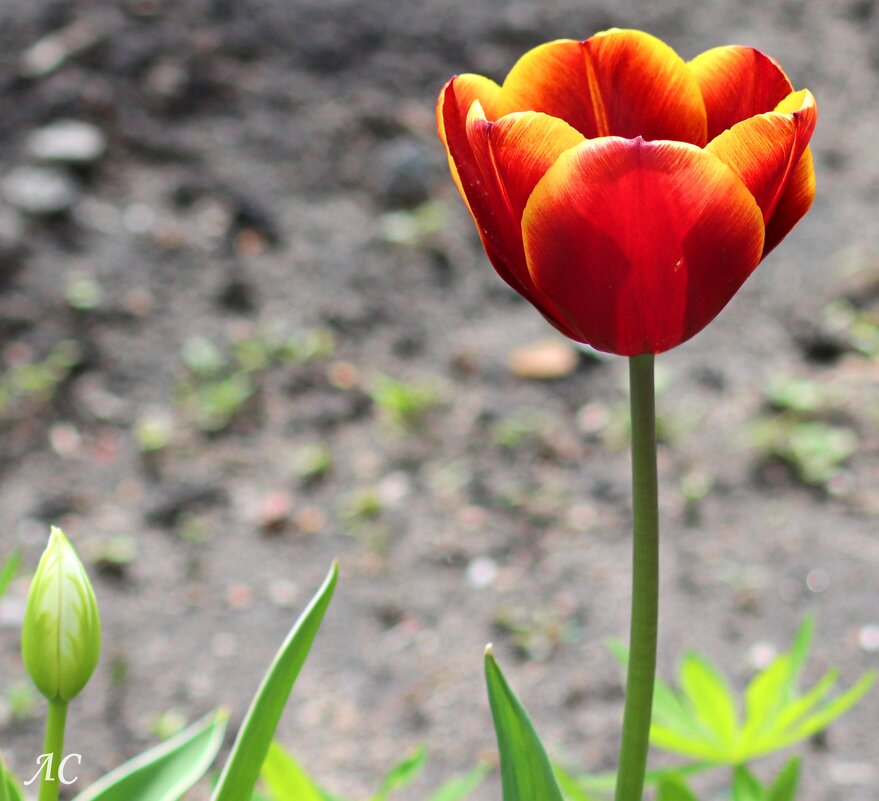 Горд и одинок - Любовь Сахарова Горд и одинок - Любовь Сахарова