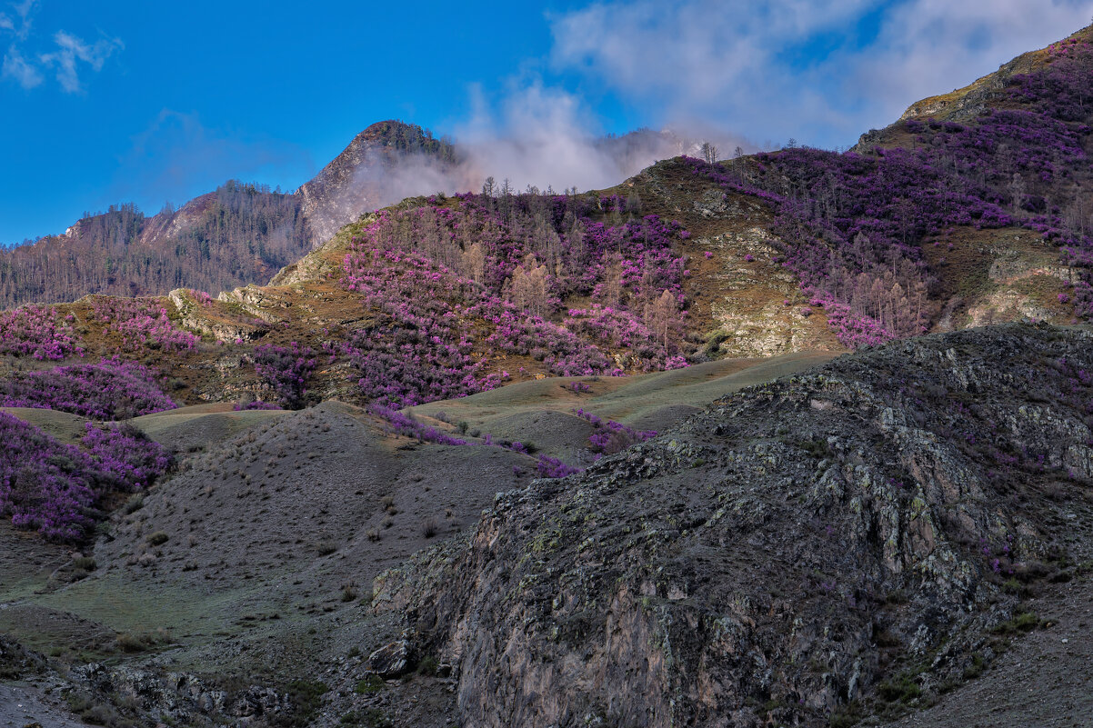 Цветущий Алтай. - Марина Юдинских Цветущий Алтай. - Марина Юдинских