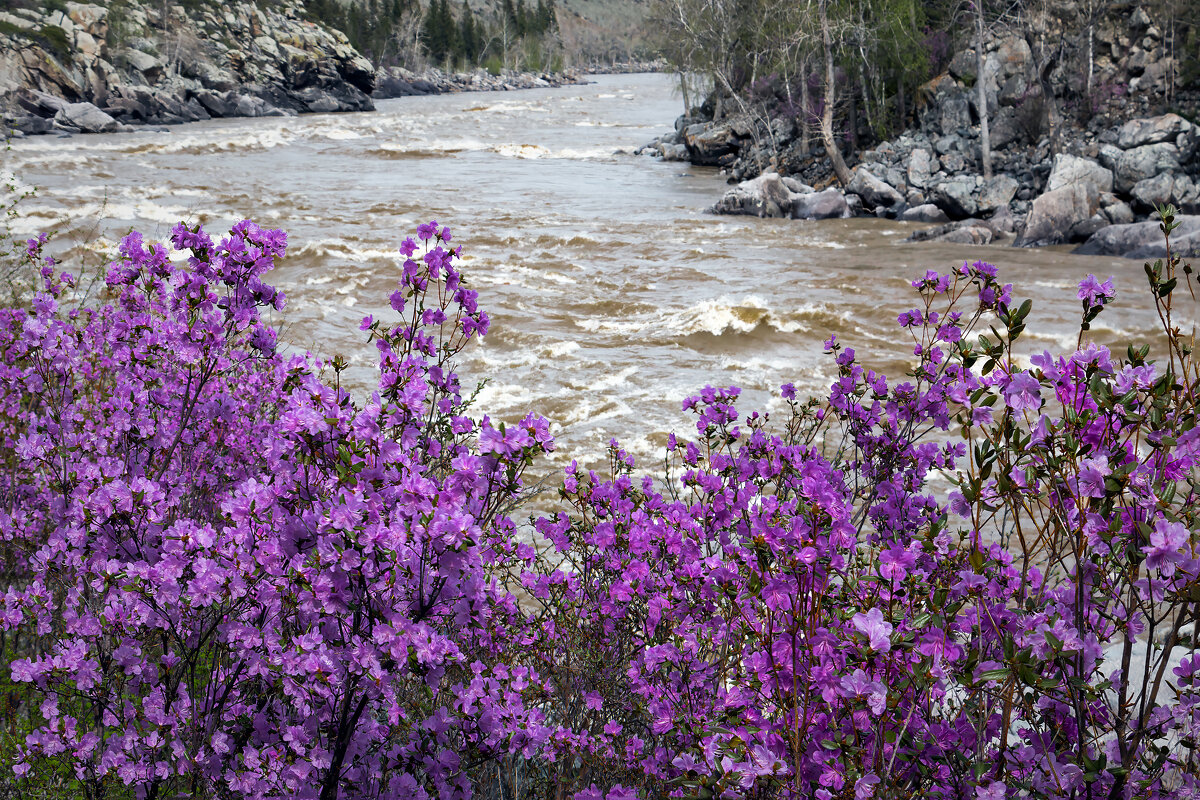 Весенняя Катунь . - Марина Юдинских Весенняя Катунь . - Марина Юдинских