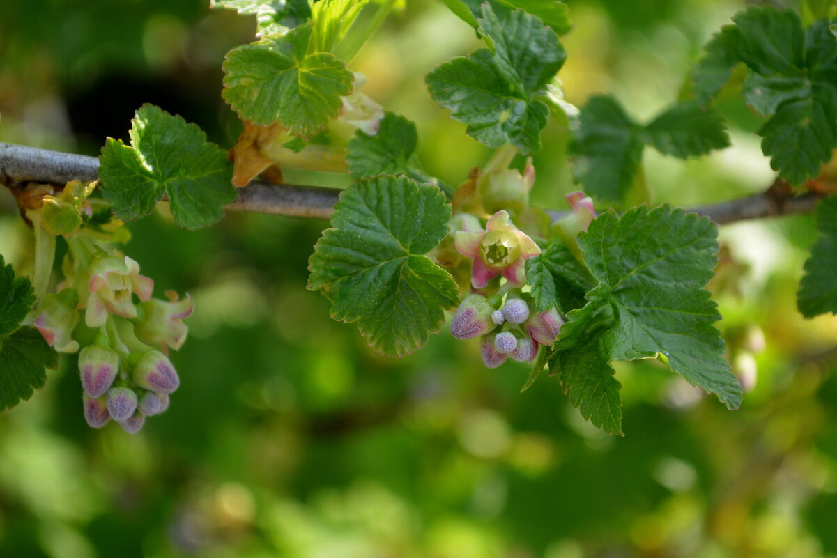 Где смородина цветёт) - Татьяна Лютаева Где смородина цветёт) - Татьяна Лютаева