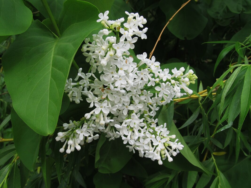 май - Елена Шаламова