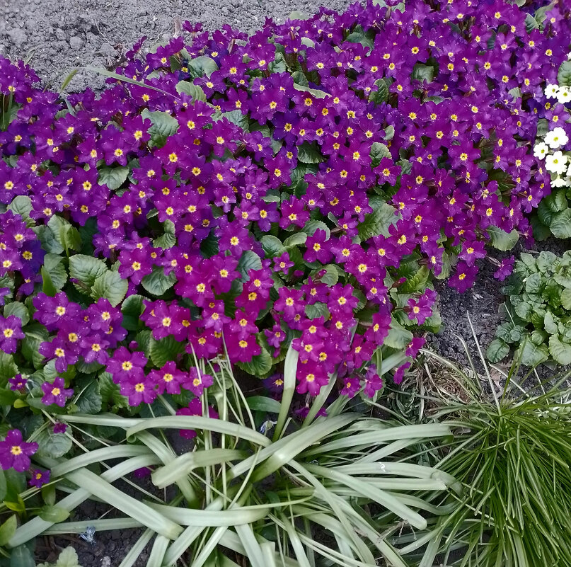 *** - Валентина Береснева *** - Валентина Береснева