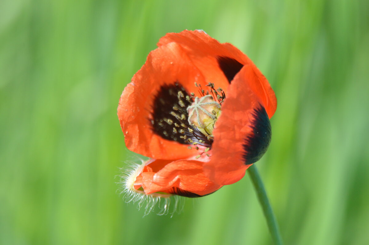 *** - Надежда Куркина *** - Надежда Куркина