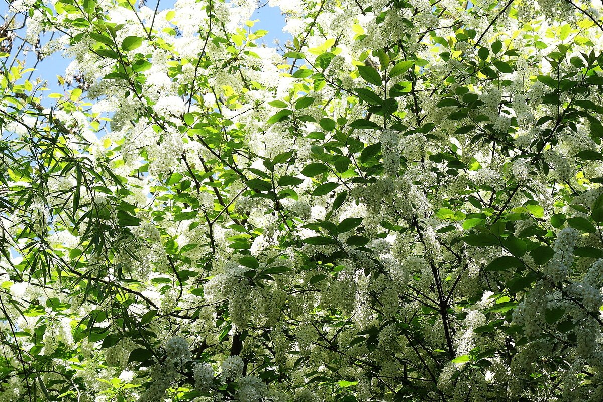 Черемуховая мозаика - Рита Симонова