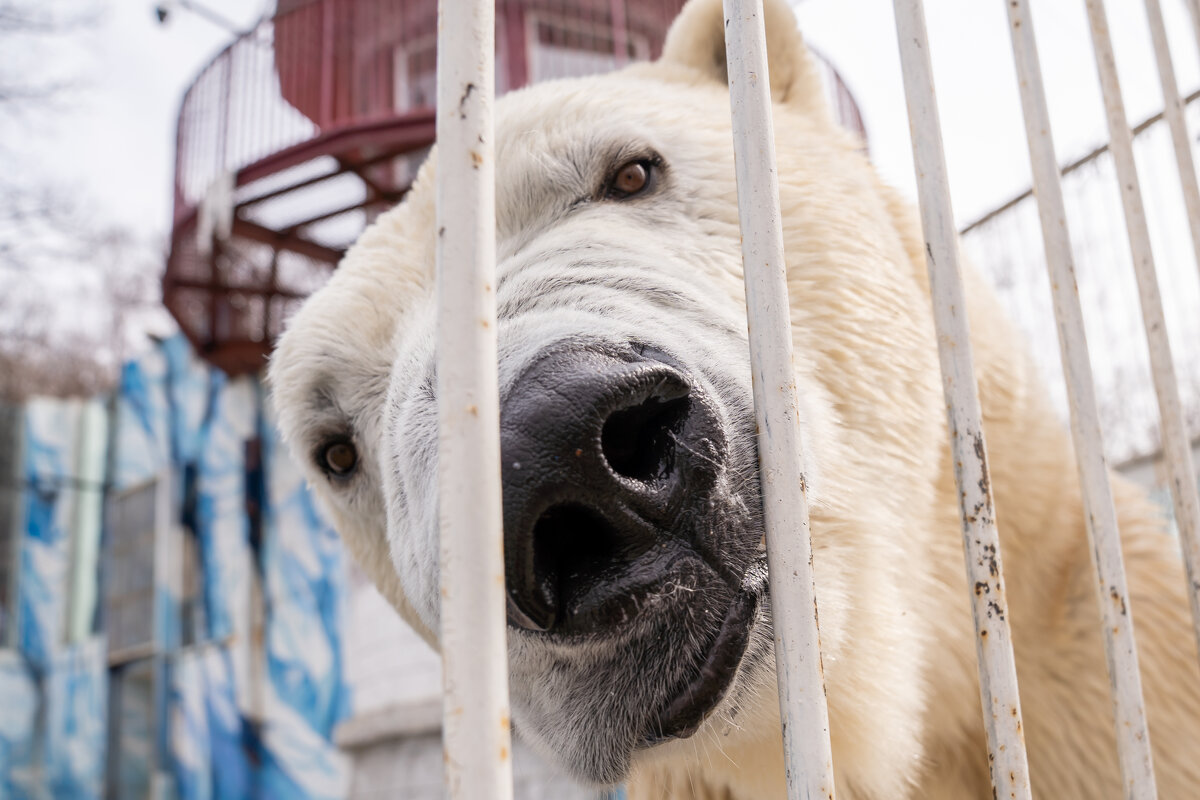 Умка вырос) - Сергей Флетчер Умка вырос) - Сергей Флетчер