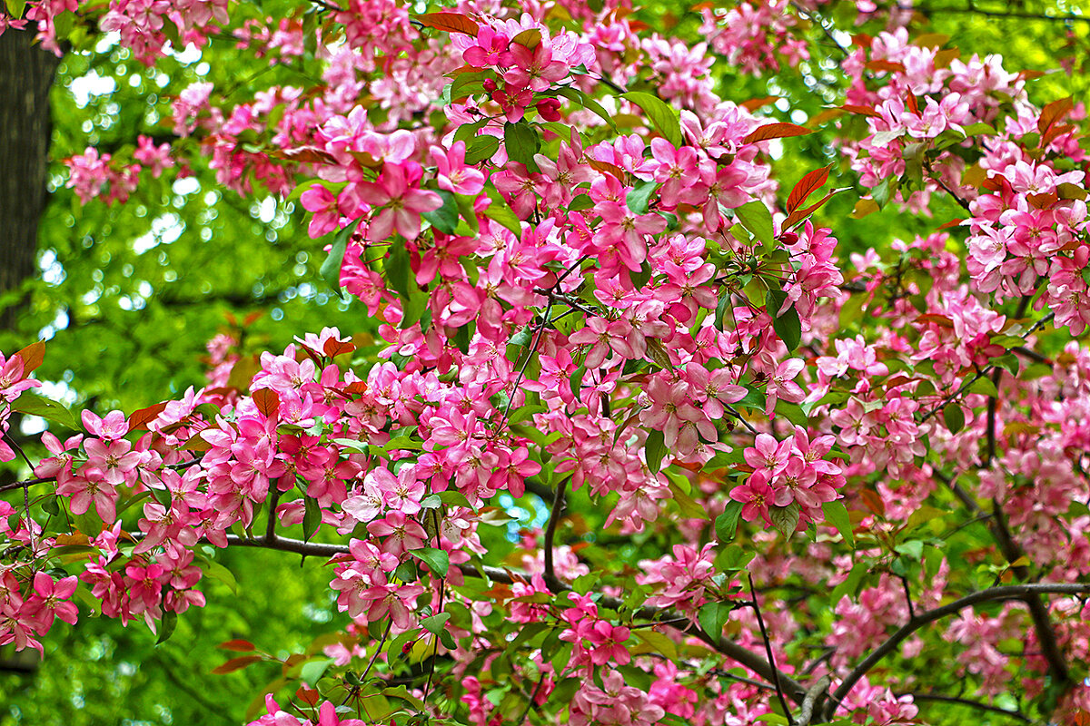 Весенняя красота - Светлана 