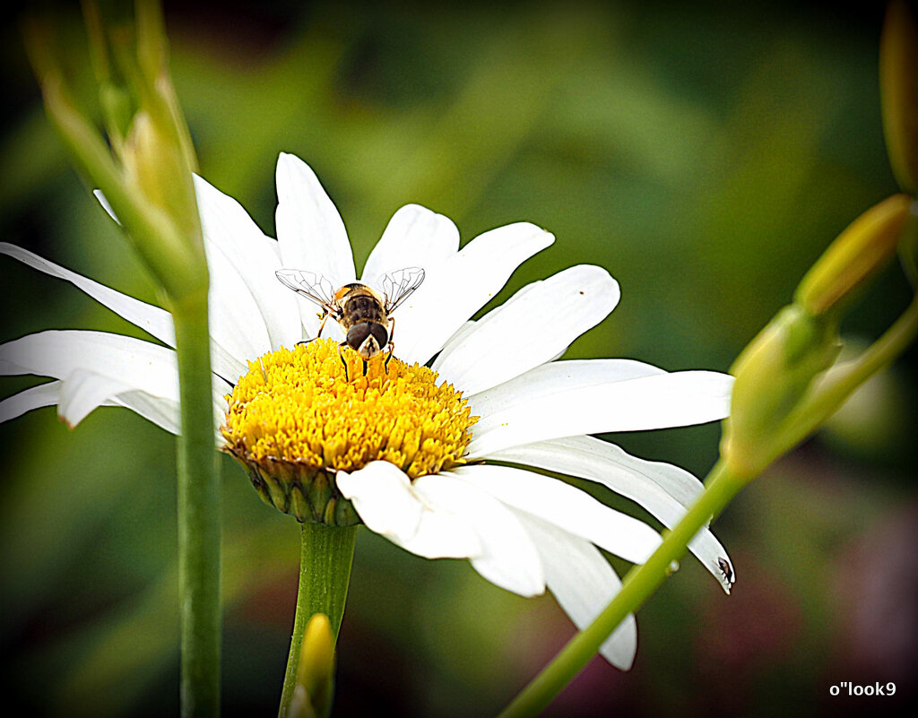 любит не любит - Олег Лукьянов