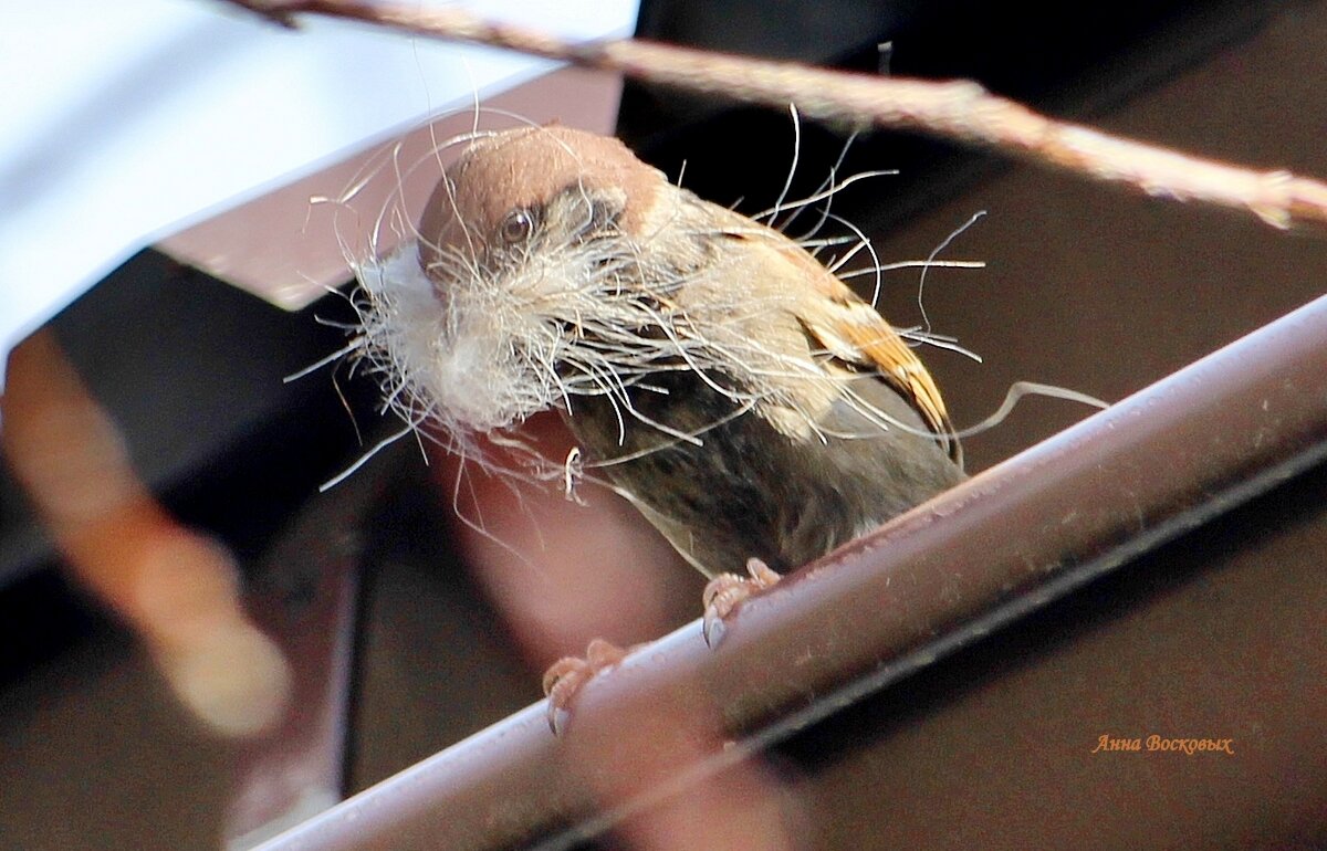 Воробышек утепляет своё гнездо под моей крышей. - Восковых Анна Васильевна Воробышек утепляет своё гнездо под моей крышей. - Восковых Анна Васильевна