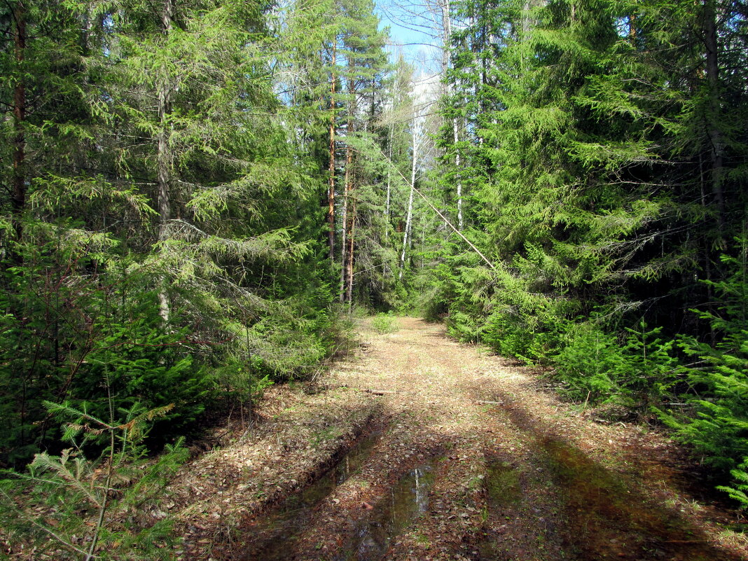 По лесным дорожкам. - Yury Kuzmič