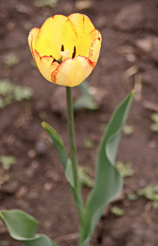Тюльпанчик из сада. - сергей ермошкин Тюльпанчик из сада. - сергей ермошкин
