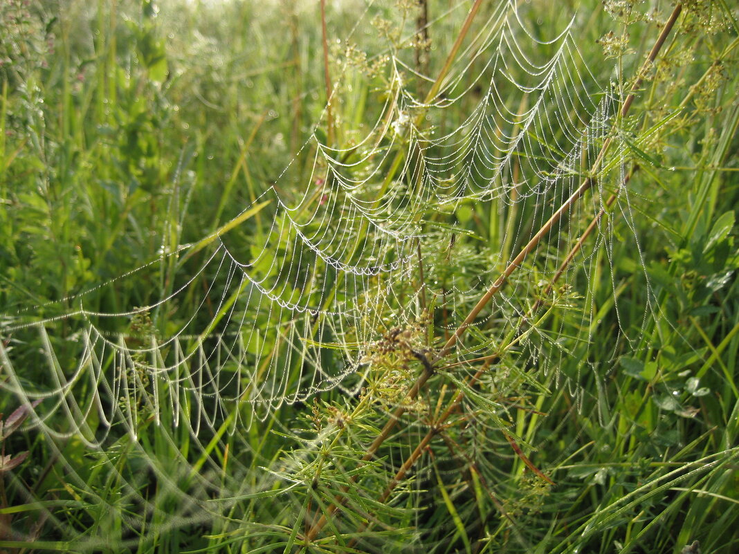 По росе - Anna Ivanova