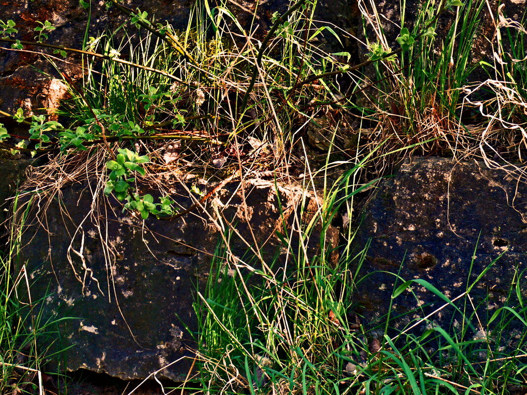 Весенние зарисовки 129 - Алексей Кузнецов