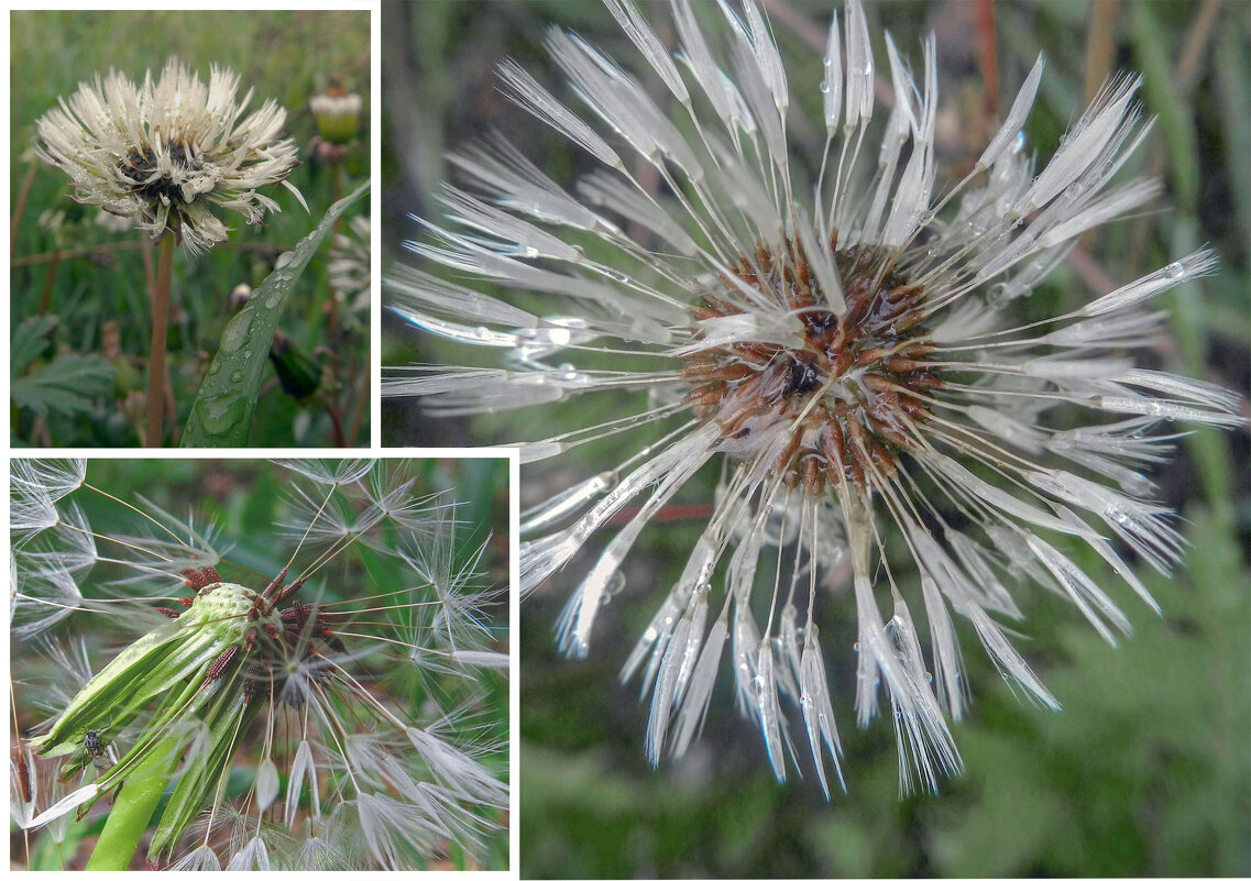 мокрый одуванчик - Лера 