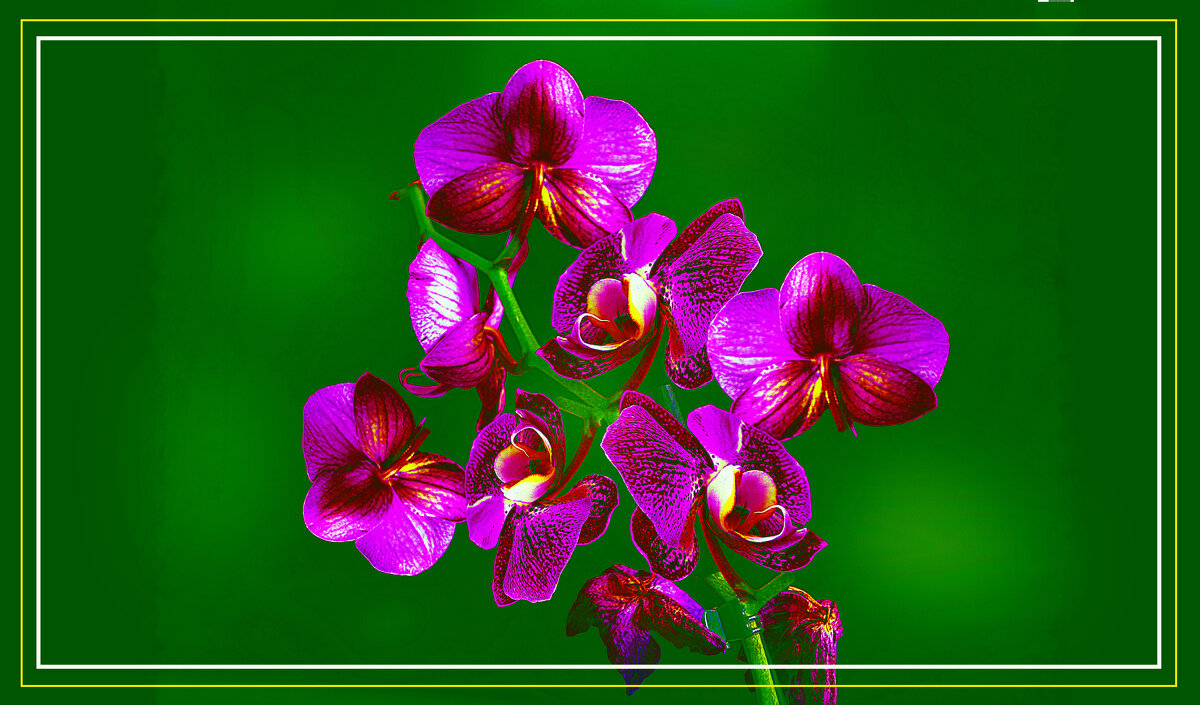 ОРХИДЕЯ - Владимир Кроливец