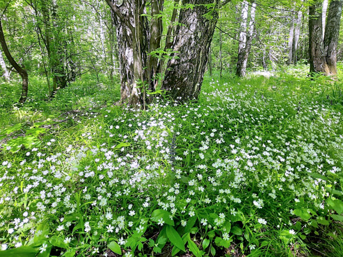 В майском лесу - Елена 