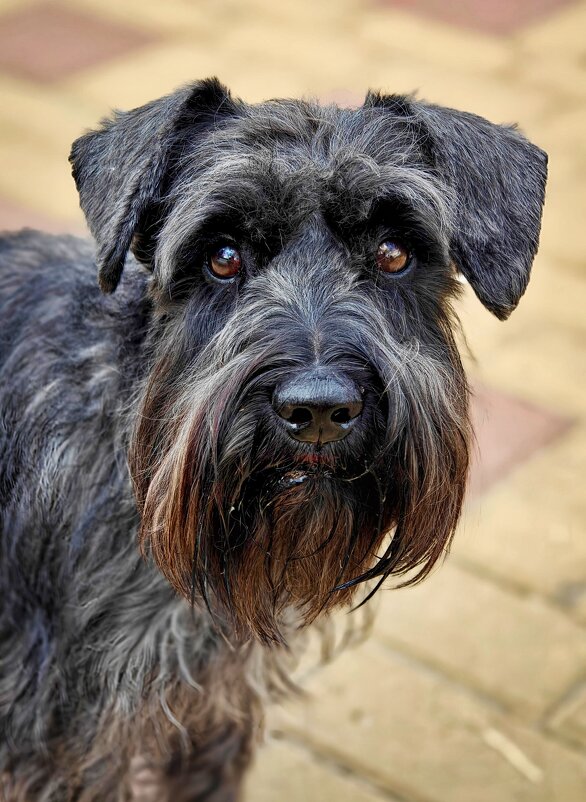 Перчик - Александр Гапоненко Перчик - Александр Гапоненко