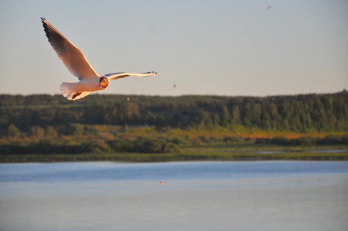 Чайка над рекой. - Михаил Колосов Чайка над рекой. - Михаил Колосов