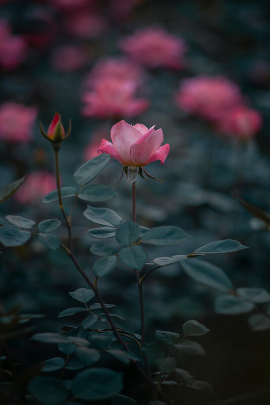 Розы в парке Ханчжоу - Дмитрий Розы в парке Ханчжоу - Дмитрий