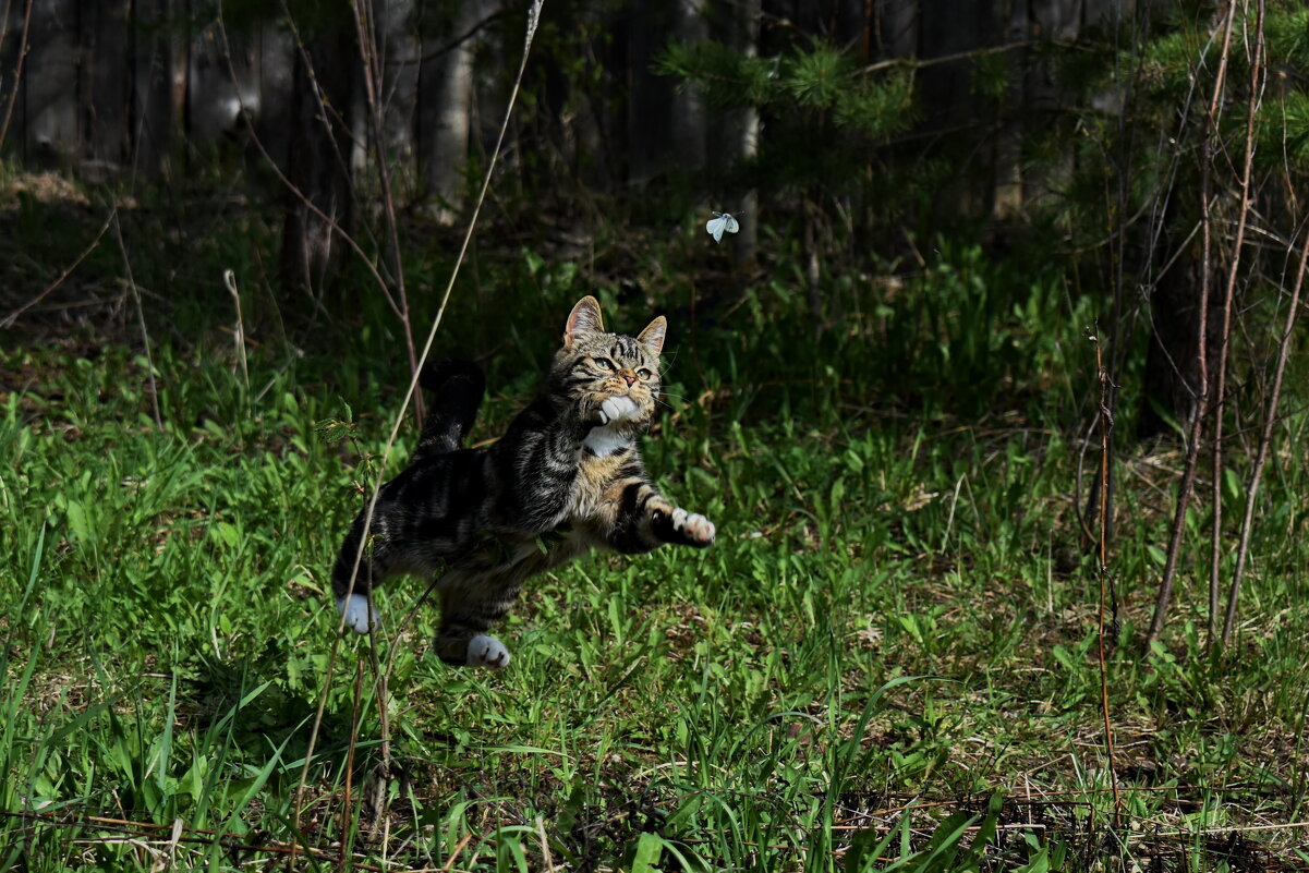 Охотничьи моменты - Роман Пацкевич