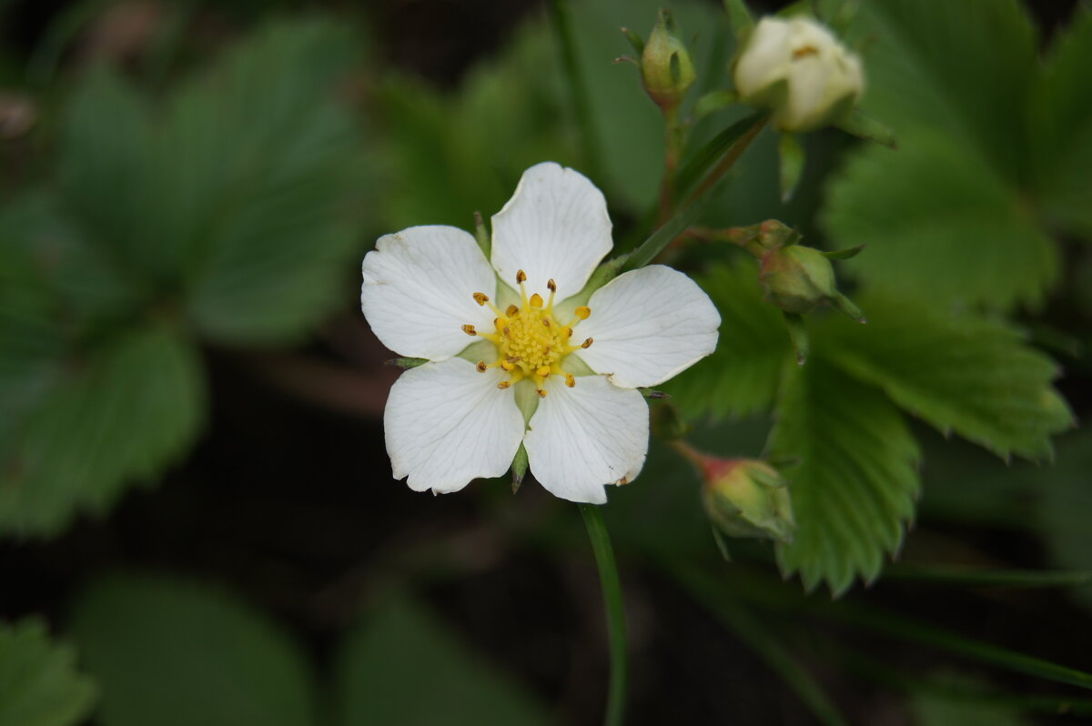 Земляника - Глеб 