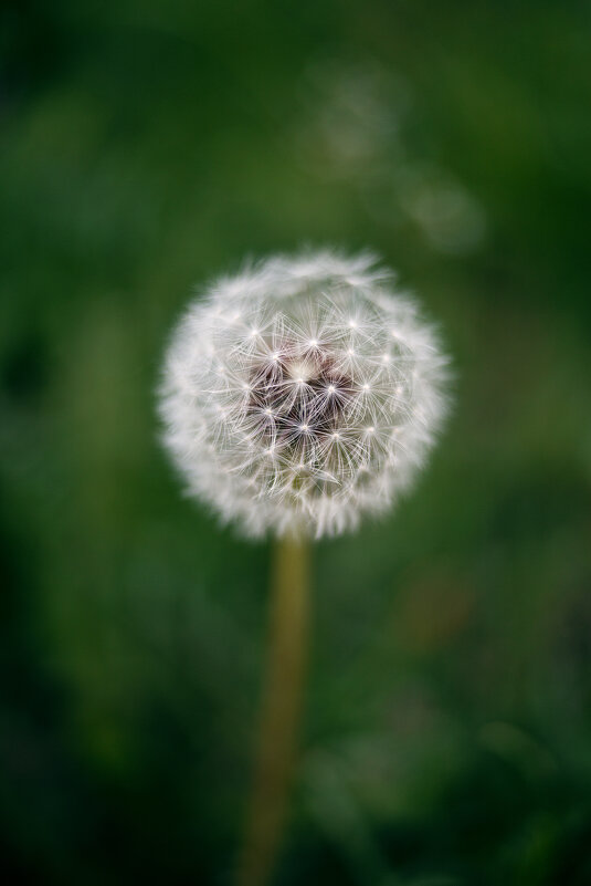 *** - Яна Горбунова