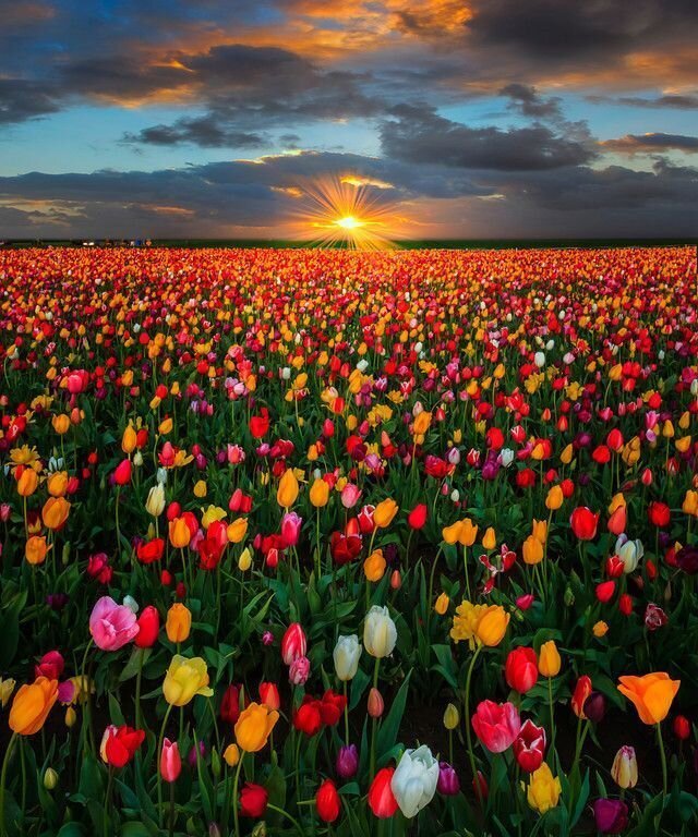 Тюльпанове поле - Степан Карачко