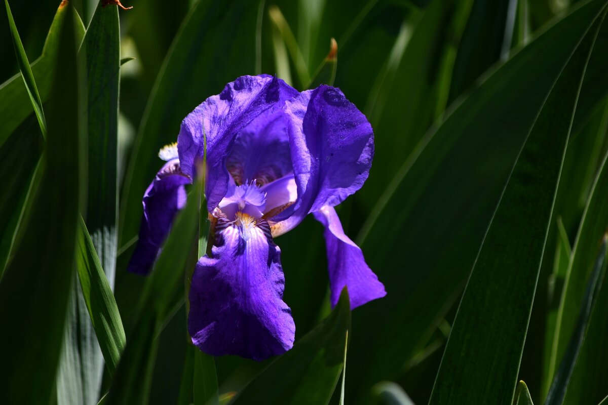 Ирис - Татьяна Евдокимова Ирис - Татьяна Евдокимова