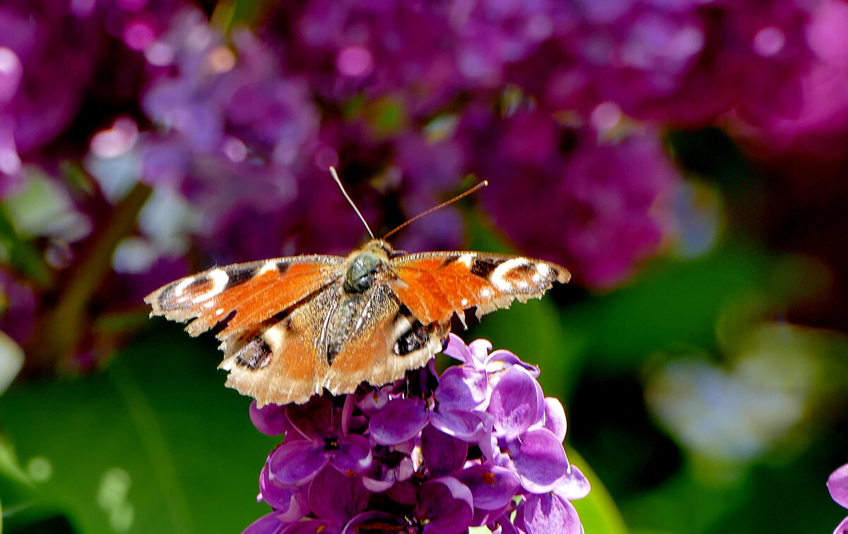 бабочки, снятые 7 мая  6 - Александр Прокудин