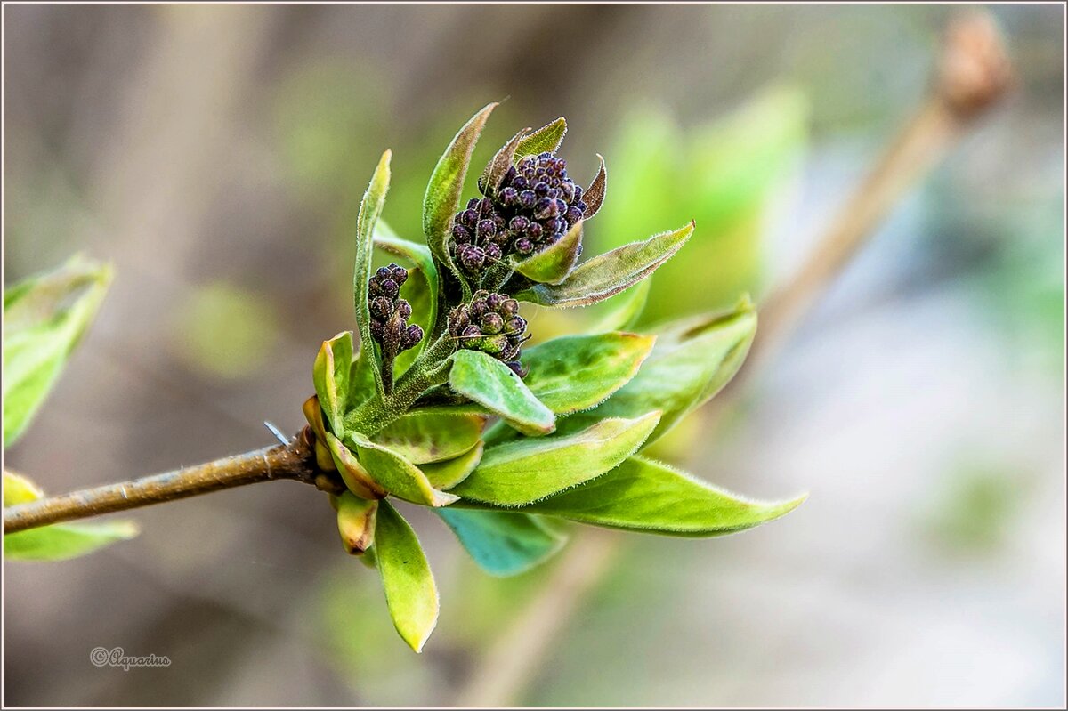 Май... - Aquarius - Сергей Май... - Aquarius - Сергей