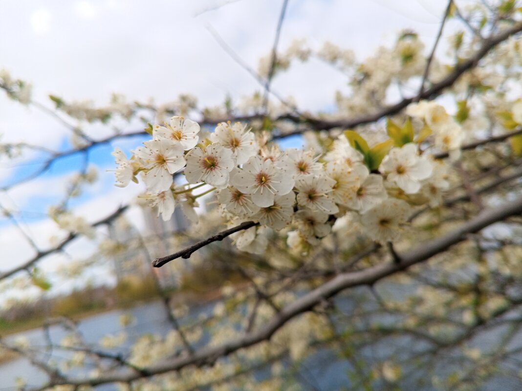 Алыча - Сапсан 