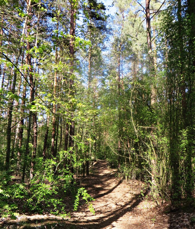 лес - марта Камушкина лес - марта Камушкина