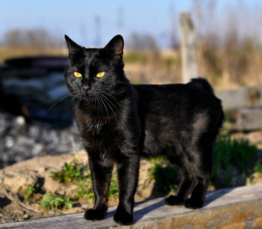 Вот и утро наступило ... - Евгений Хвальчев