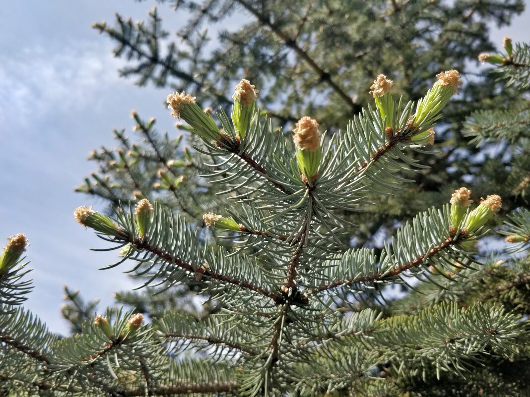 Еловый день - Андрей Хлопонин