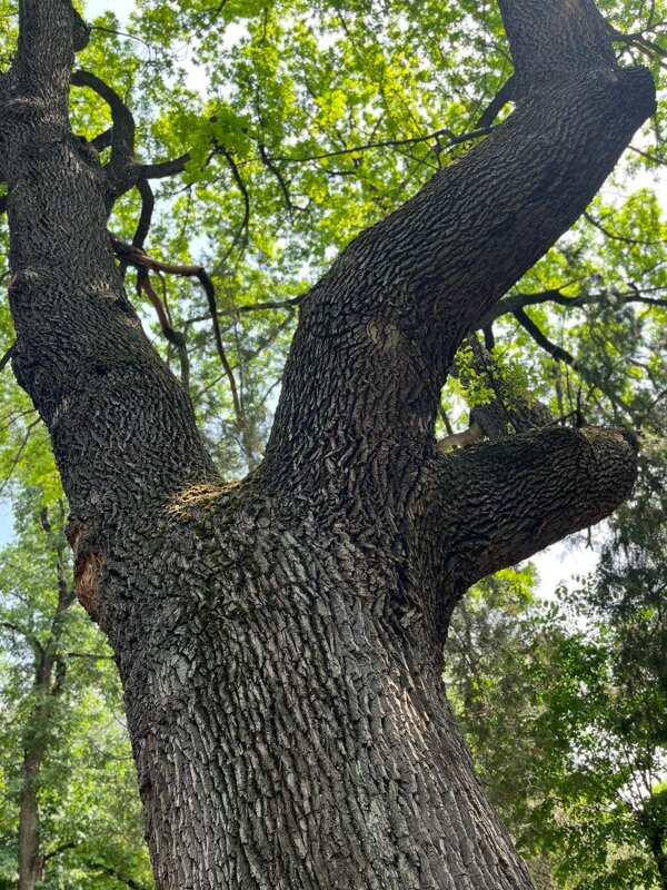 Долгожитель дуб - Георгиевич Долгожитель дуб - Георгиевич