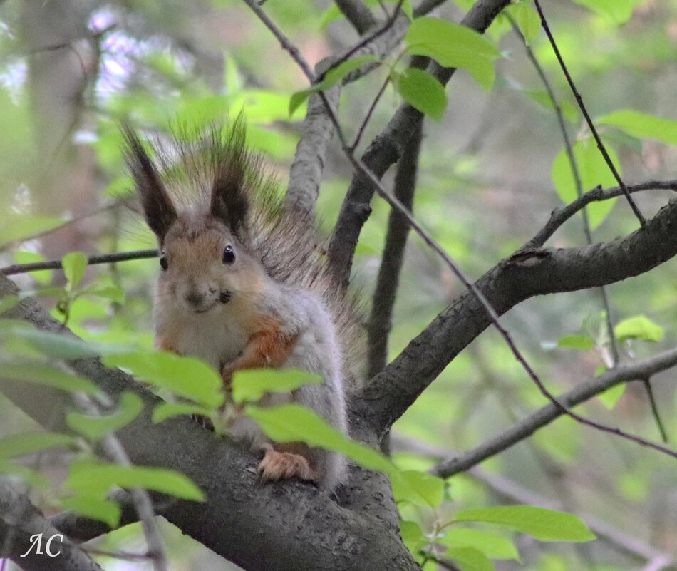 *** - Любовь Сахарова