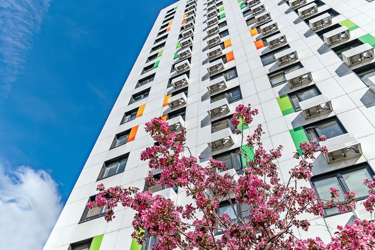 Цветёт яблоня в городе - Валерий Иванович Цветёт яблоня в городе - Валерий Иванович