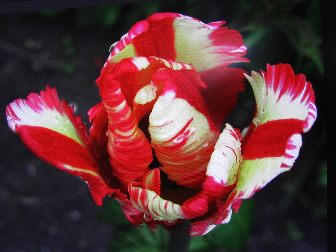 Растрёпка - Людмила Смородинская Растрёпка - Людмила Смородинская