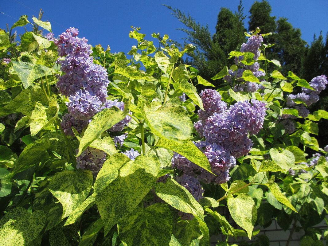 май - Елена Шаламова