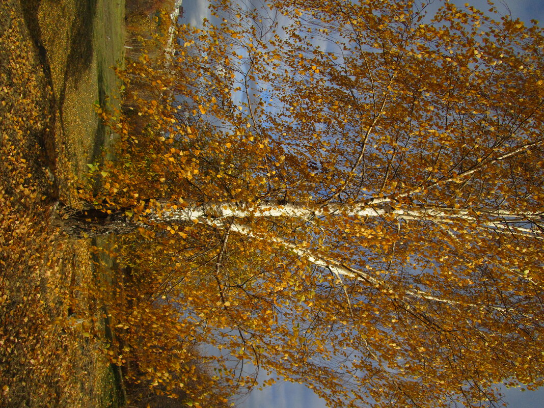 осень - Елена Шаламова