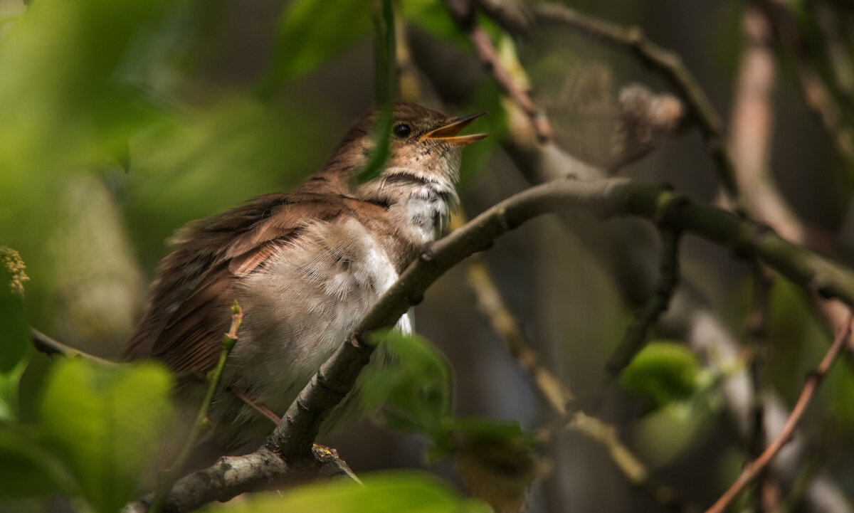 Соловей. - Владимир Безбородов